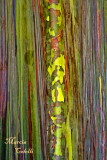 EUCALYPTUS TREE BARK_9188.jpg