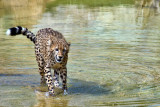 CHEETAH_0311.jpg