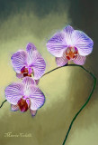 MOTH ORCHID-4489.jpg