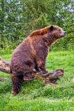 GRIZZLY BEAR_0369.jpg