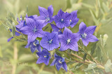 BALLOON FLOWER_8598.jpg