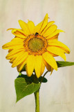 SUNFLOWER_6290.jpg