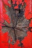 TRAIN END WOOD-0161.jpg
