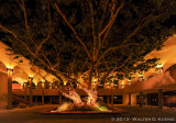 Old Tree, Aztec Center, SDSU