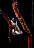 Slender filefish.