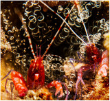 Snapping shrimp pair.