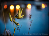 Twilight milkweed.