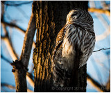 Barred owl (second pose).