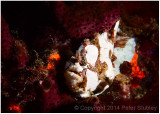 White frogfish.