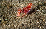 Snapping shrimp.