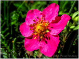 Strawberry flower.