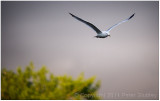 Evening flight.