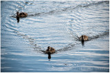 Baby duck wakes.