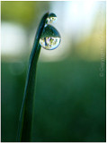 Trees in drops.