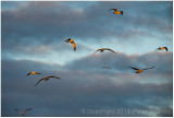 Evening flight.