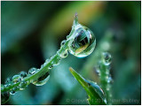 Stacked dew.
