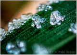 Grass crystals.