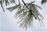 Freezing rain + pine needles.
