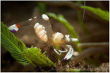 Commensal shrimp.