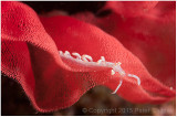 Phyllodesmium nudibranch and nudibranch eggs.