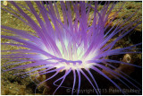Tube worm.