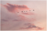 Sunset geese.
