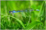 Damselfly (and a droplet that snuck in).
