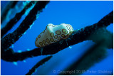 Flamingo tongue, natural light.