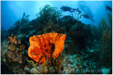 Orange sponge.