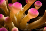 Tiny Pedersens shrimp in anemone.