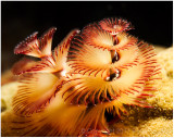 Christmas tree worm.