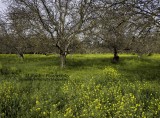 wildflowers