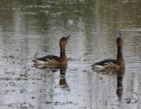 Fulvous-Whistling Ducks