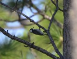 Red-cockaded Woodpecker