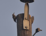Ladder-backed Woodpeckers