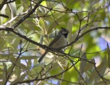 Bridled Titmouse