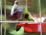 Berylline Hummingbird, Female