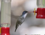 Violet-crowned Hummingbird 