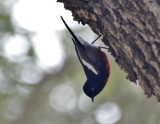 Painted Redstart