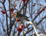 Bohemian Waxwing