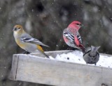 Pine Grosbeaks, Male Taiga Race and Females