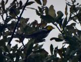 Golden-cheeked Warbler, Male