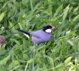 Java Sparrow