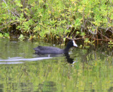 Hawaiian Coot