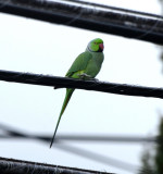 Rose-ringed Parakeet