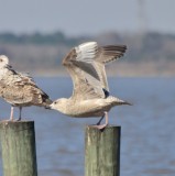 Thayers Gull, 1st Cycle