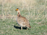 Lesser Prairie-Chicken, Male