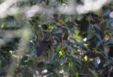 White-throated Thrush