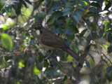 White-throated Thrush (4)