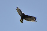 Zone-tailed Hawk